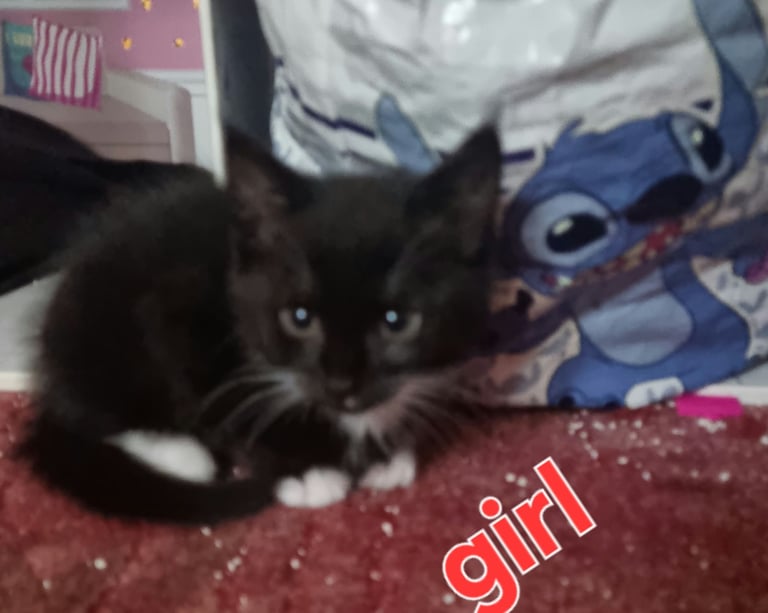 Kittens for sale 