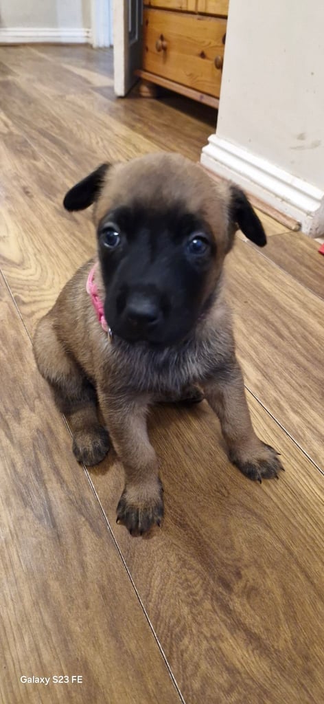 Stunning Belgian Malinois puppies for sale