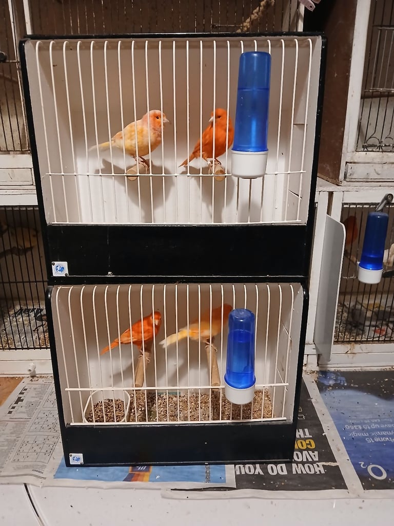 image for CANARIES 2025 RED FACTORS & FIFES FOR SALE 