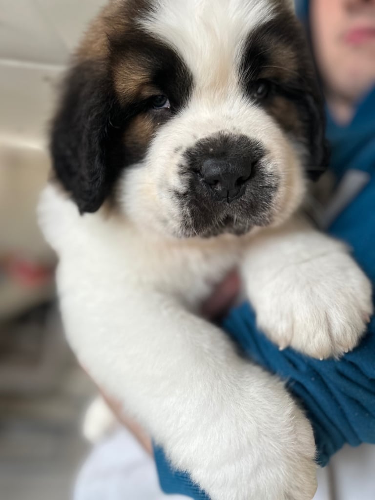 St Bernard pup 