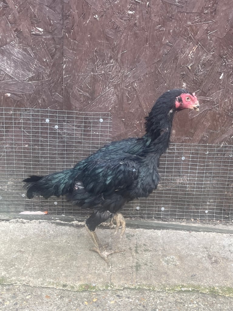 image for Aseel chickens 