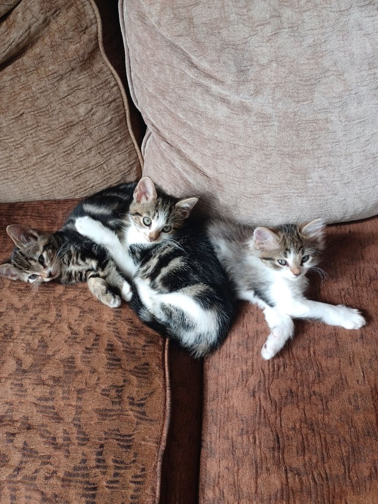 Kittens ready for new home 