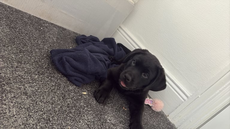 Labrador 