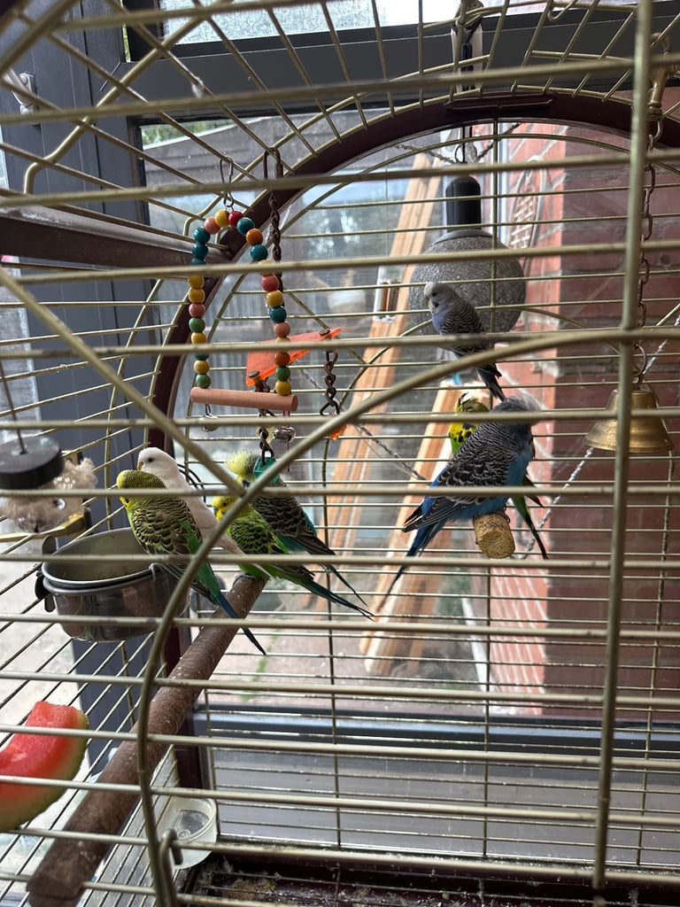 Budgies & large cage