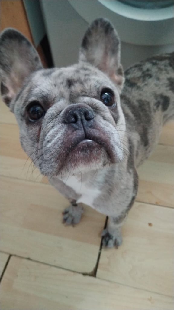 French bulldog rehome