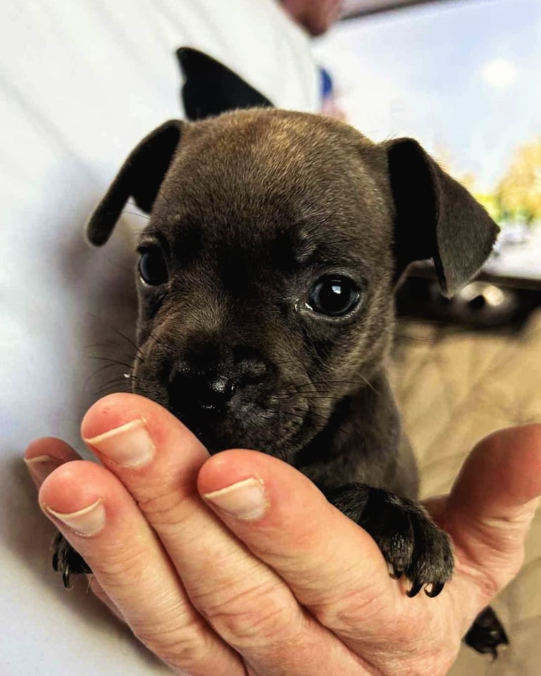 French Bulldog x Staffy - Puppies ( Price Reduced 4 LEFT )