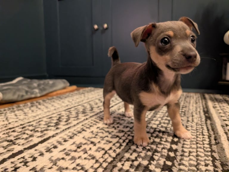 Miniature Blue and Tan Jack Russell 