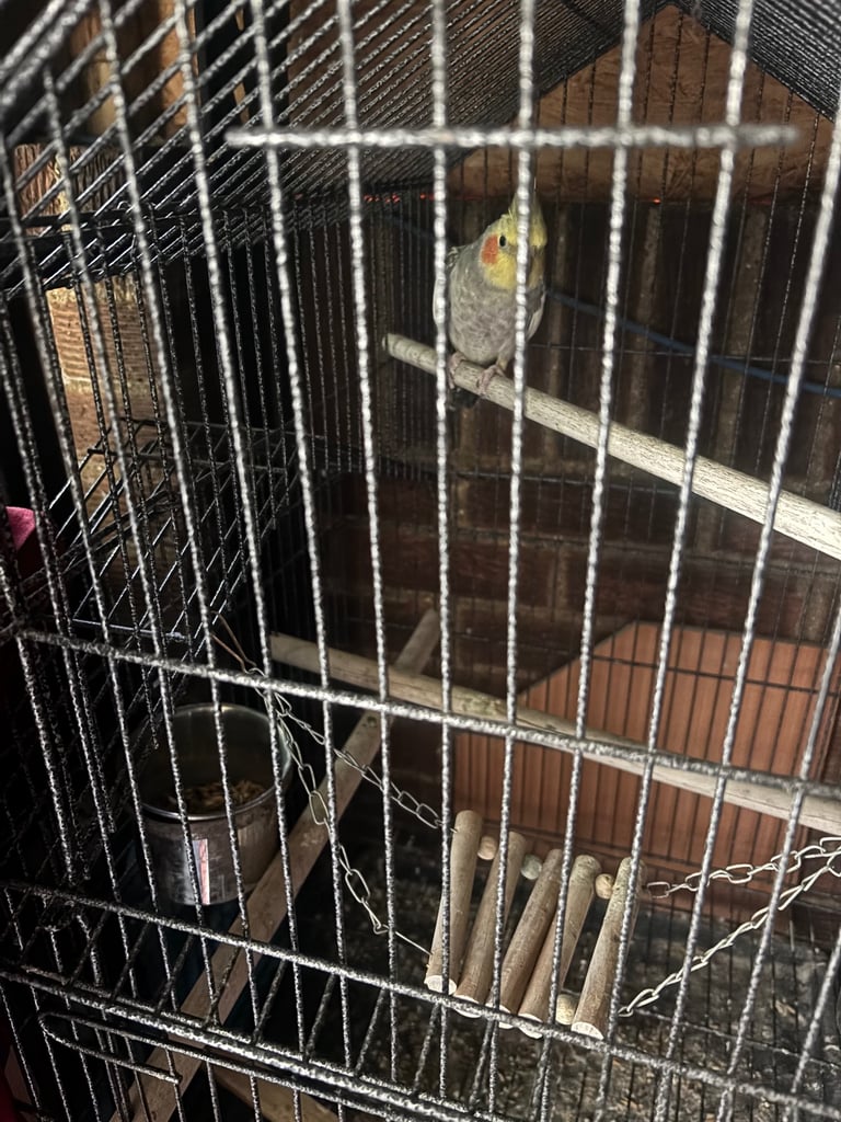 Cockatiel