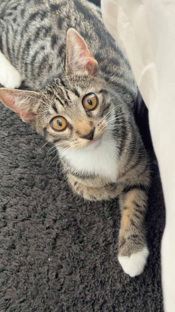 6 months old female half bengal kitten
