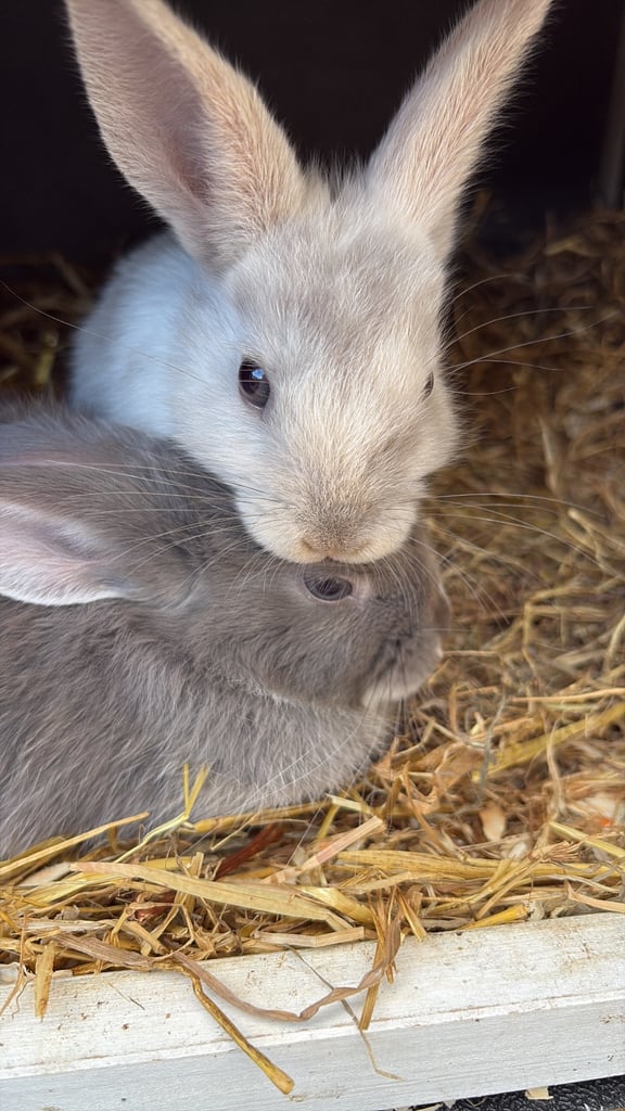 2 rabbits both sisters
