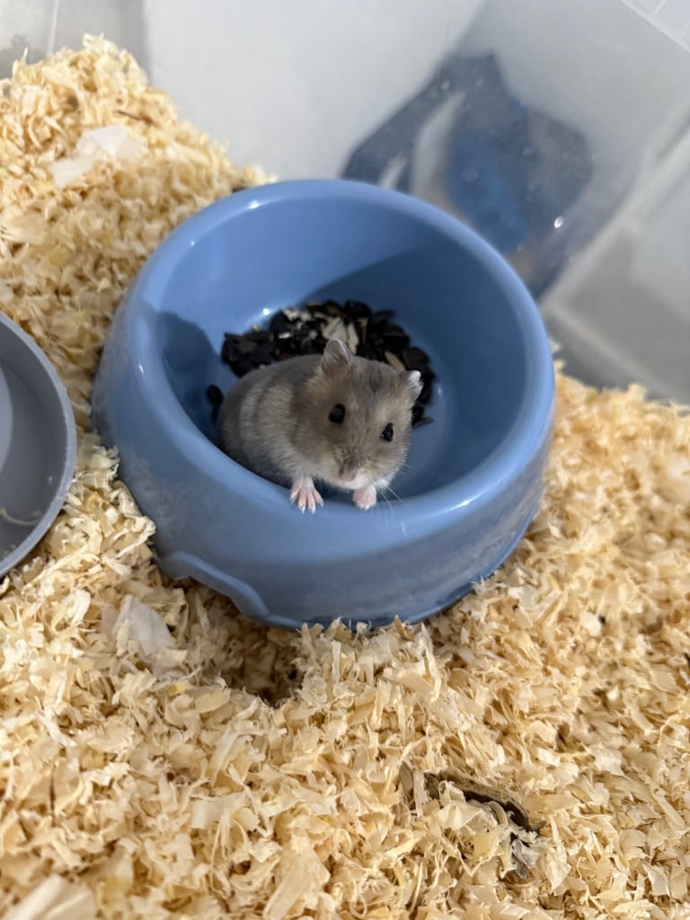 Russian dwarf hamster 