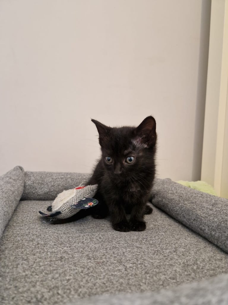 4 adorable kitties for sale
