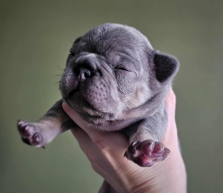 Generational Health tested French Bulldog Puppies (Only one boy and One Girl Left)