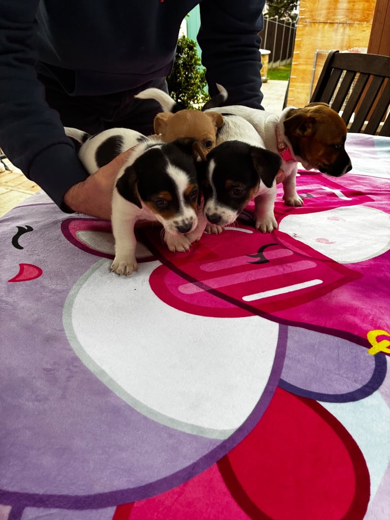 Jack Russell