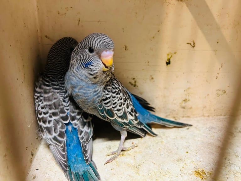 Budgies for Sale, different mutation available 