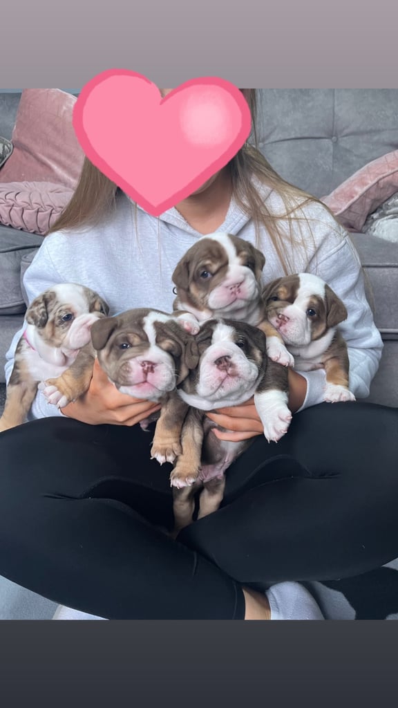 🐶KC registered English bulldog puppies 🐶 