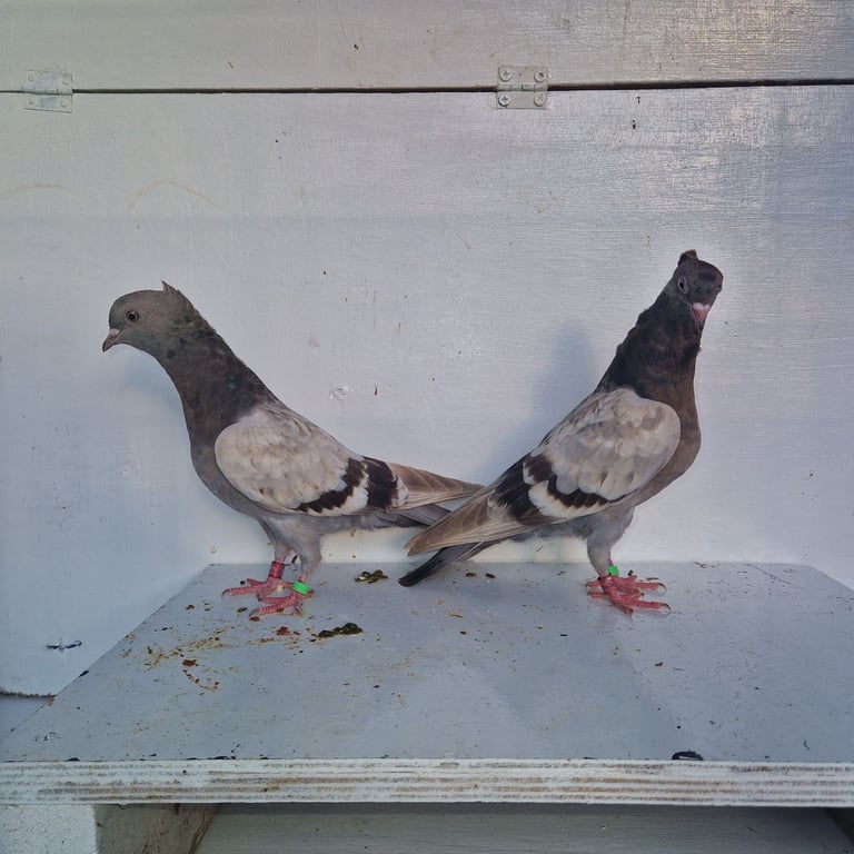Serbian highflyers for sale 