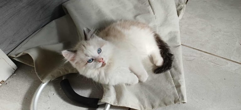 kittens Ragdoll 