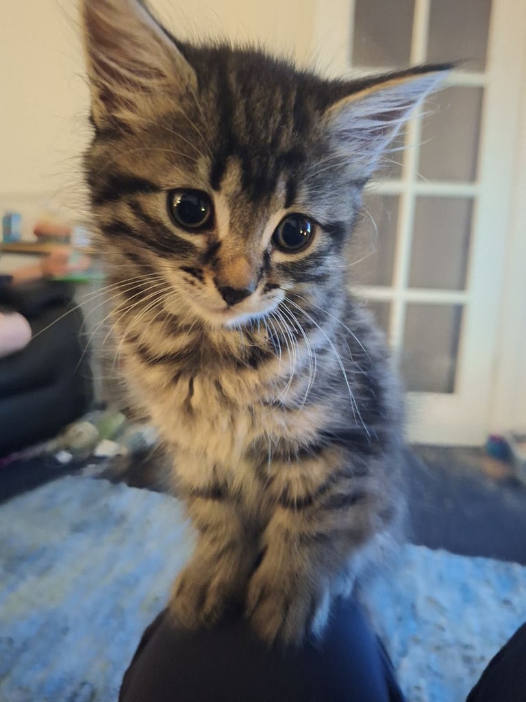 image for Kittens for sale