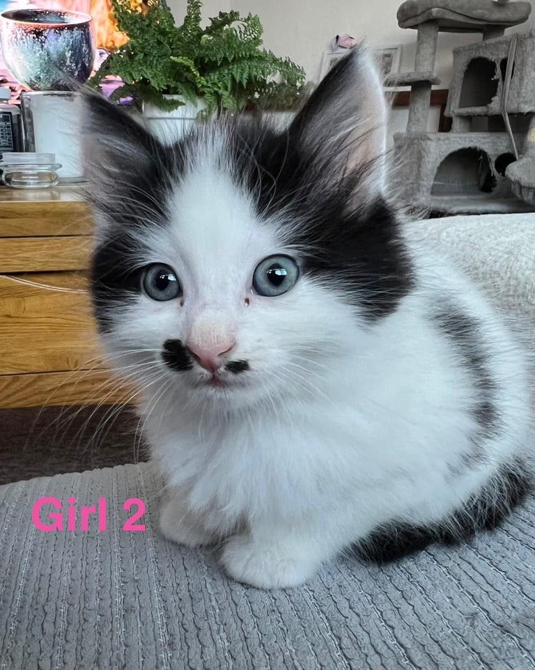 6 beautiful fluffy kittens for sale