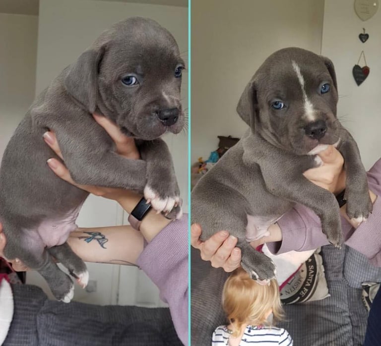 Blue Staffordshire bull terrier puppies 
