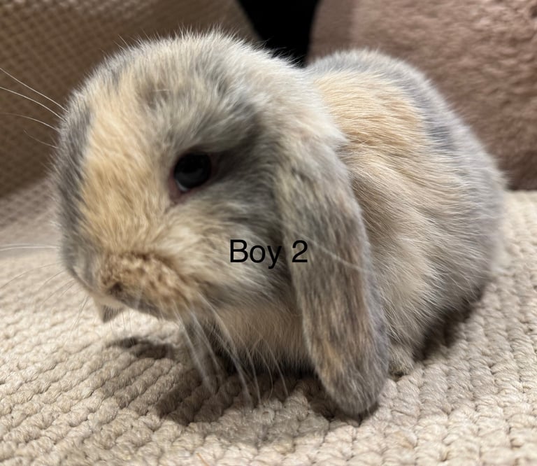 🌸 HARLEQUIN MONI LOPS 🌸 ready to reserve 