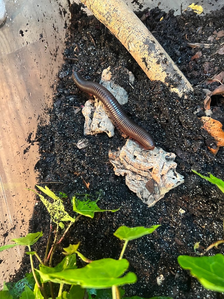 Reptile and invertebrate experience 