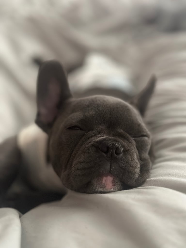 French bulldog