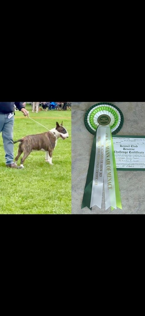 🏴󠁧󠁢󠁥󠁮󠁧󠁿 English Bull Terrier Puppies 🏴󠁧󠁢󠁥󠁮󠁧󠁿 