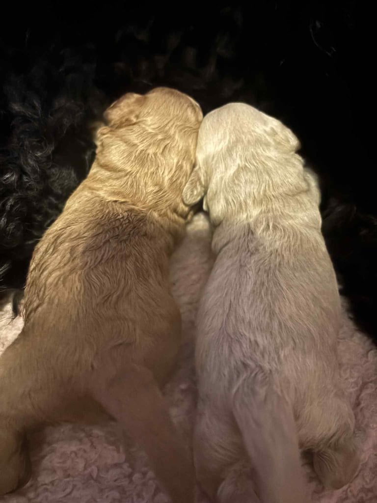 Cockapoo puppies 