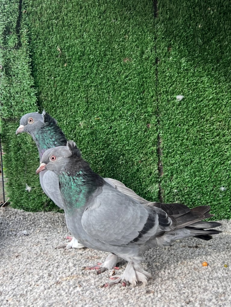 Turkish pigeons 