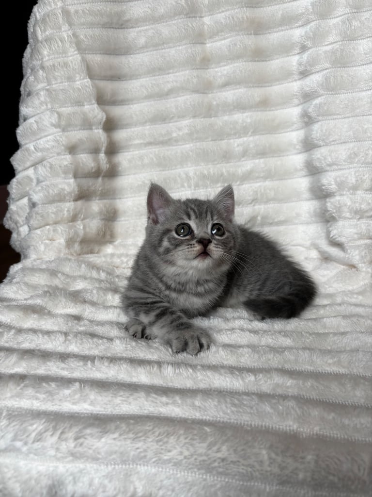 GCCF BRITISH SHORTHAIR & BRITISH LONGHAIR KITTENS