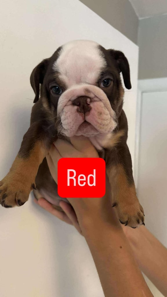 Stunning English Bulldog Puppies 