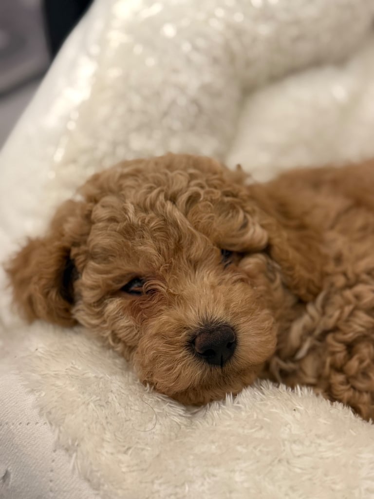 Toy Poodle Gumtree Cavapoo Puppies Cavapoo Dogs Cavapoo North East
