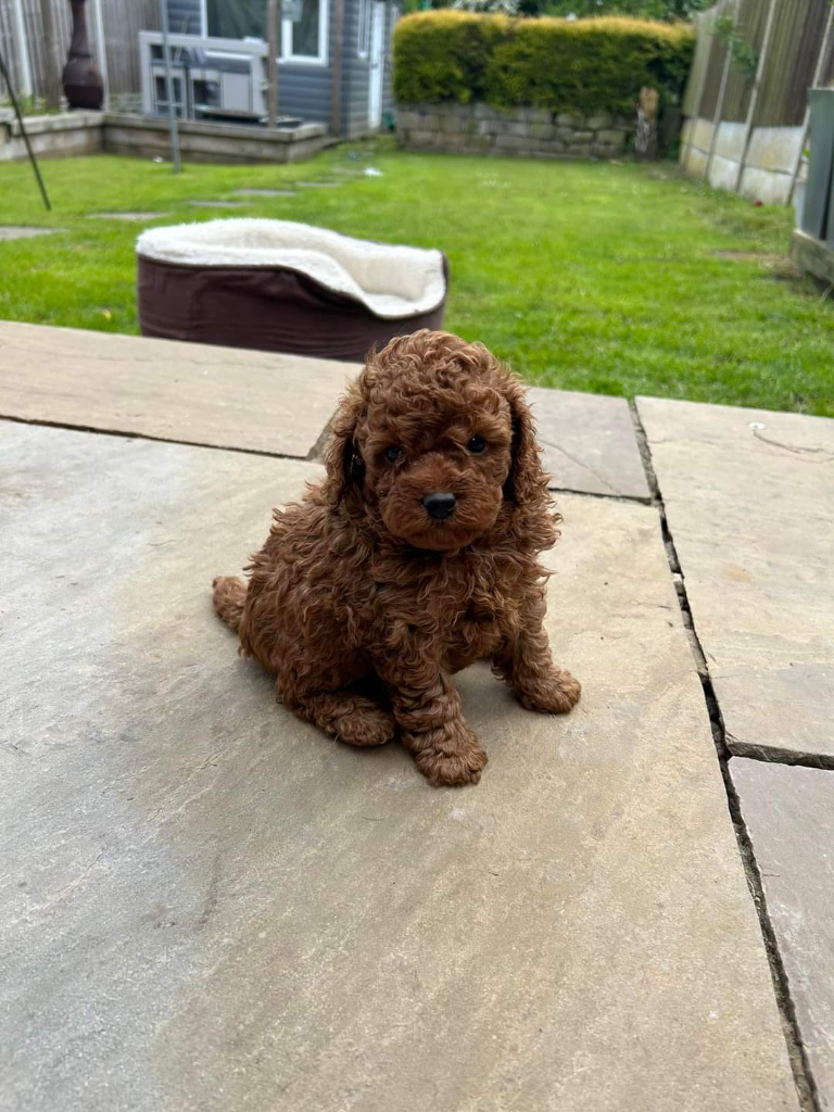 Fox red toy poodle 