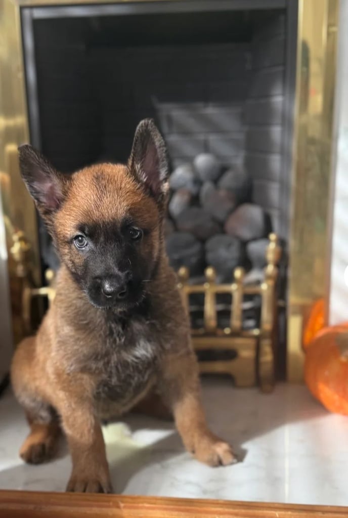 8 week old belgian malinois 