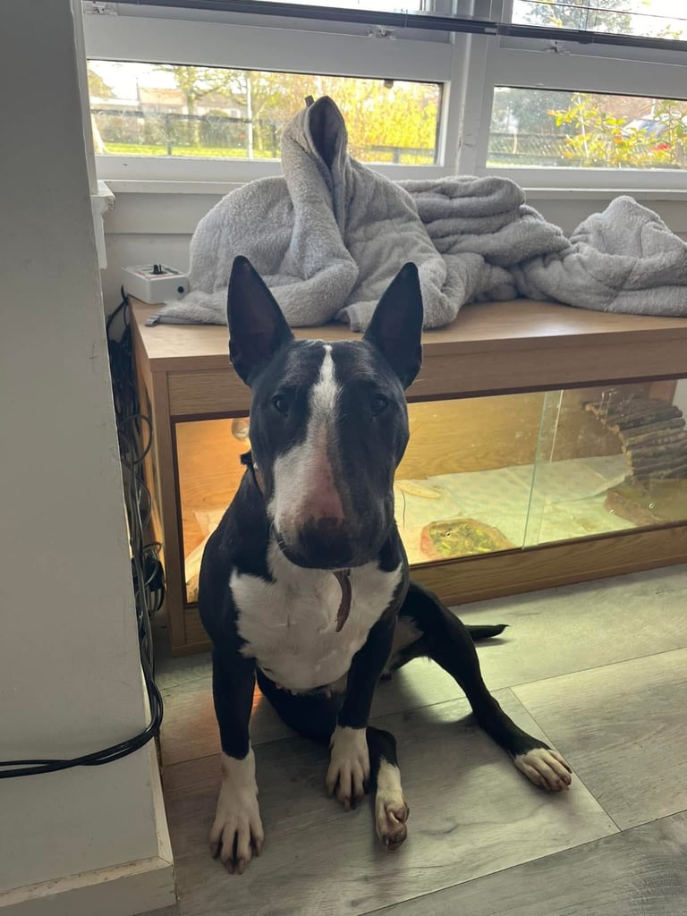 English bull terrier