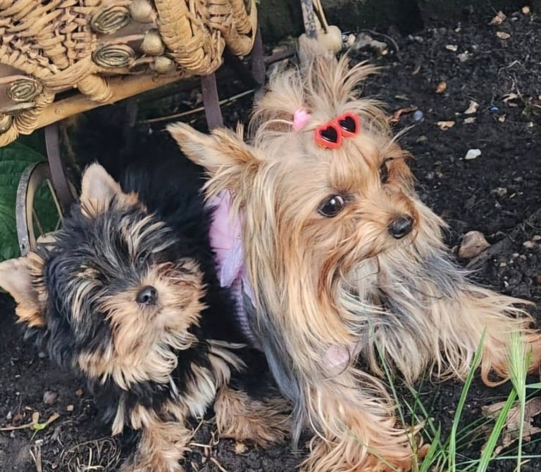 Yorkshire Terrier Baby face boys for sale 😍
