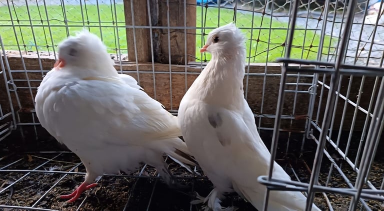 Fancy Pigeons 