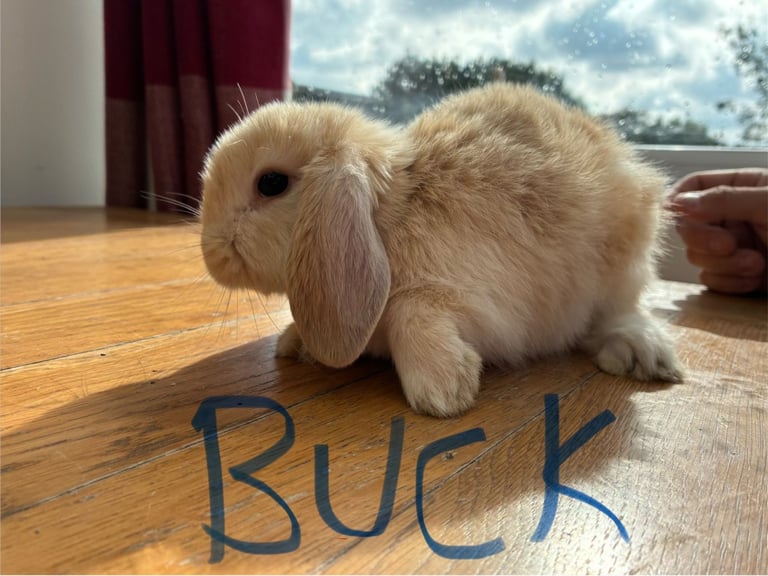 baby minilop rabbits