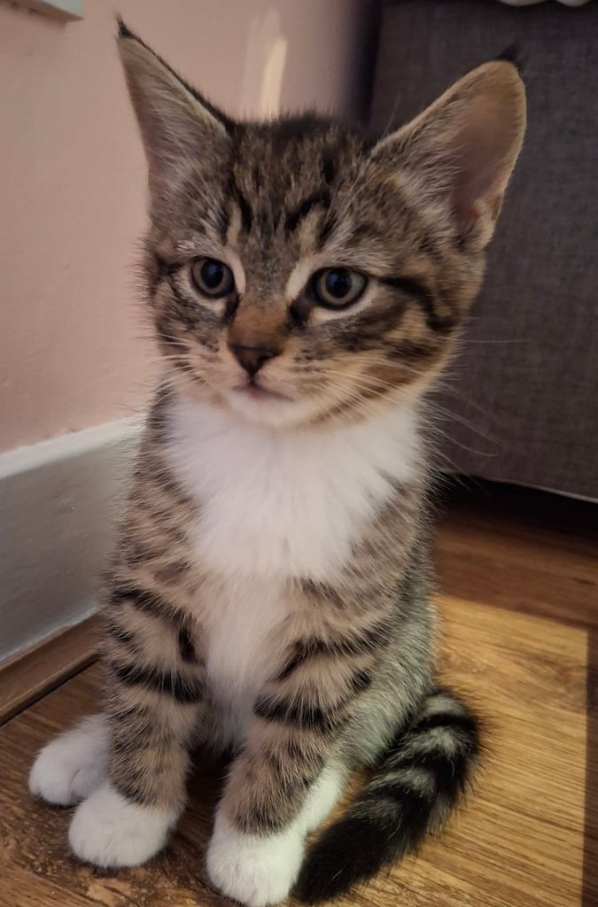 Kittens