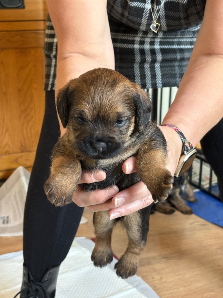 Border Terrier pups 