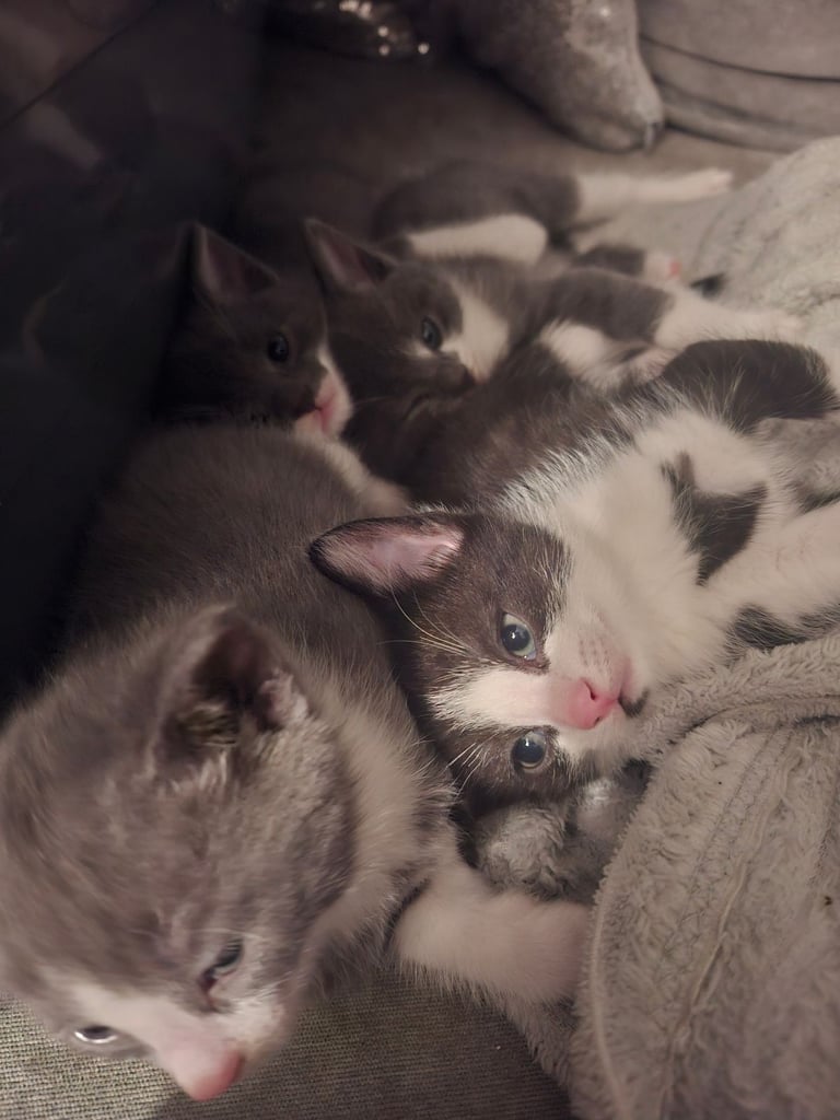 Kittens 