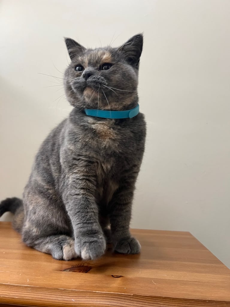 British Shorthair & British Longhair Kittens