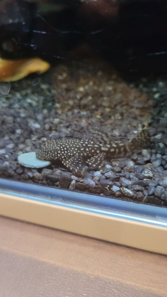 Plecos for sale