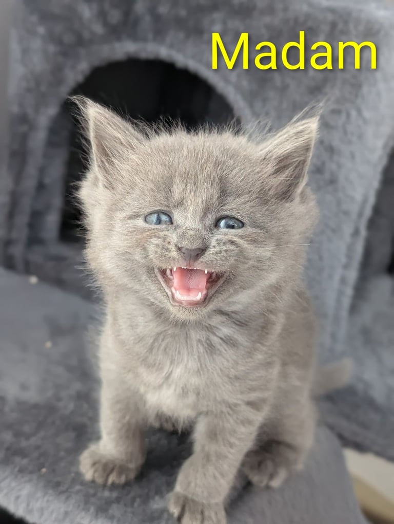 6 Beautiful Kittens - ONE AVAILABLE 
