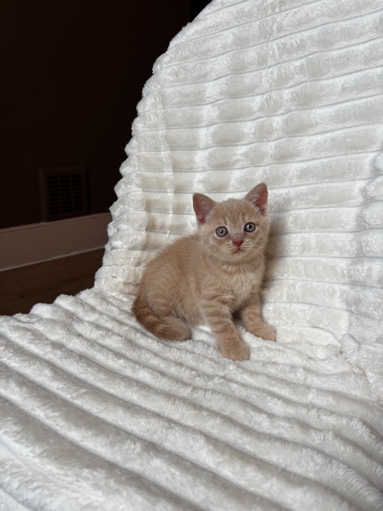 GCCF BRITISH SHORTHAIR & BRITISH LONGHAIR KITTENS