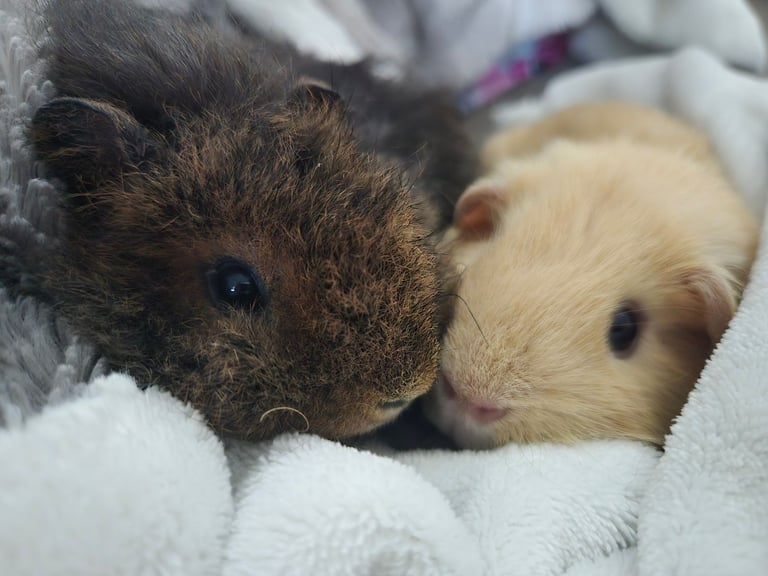 2 gorgeous guinea pig males
