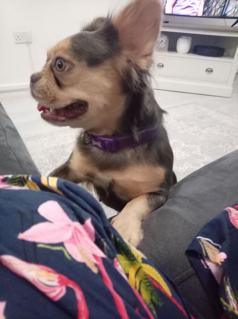 Pedigree Fluffy French Bulldog Girl