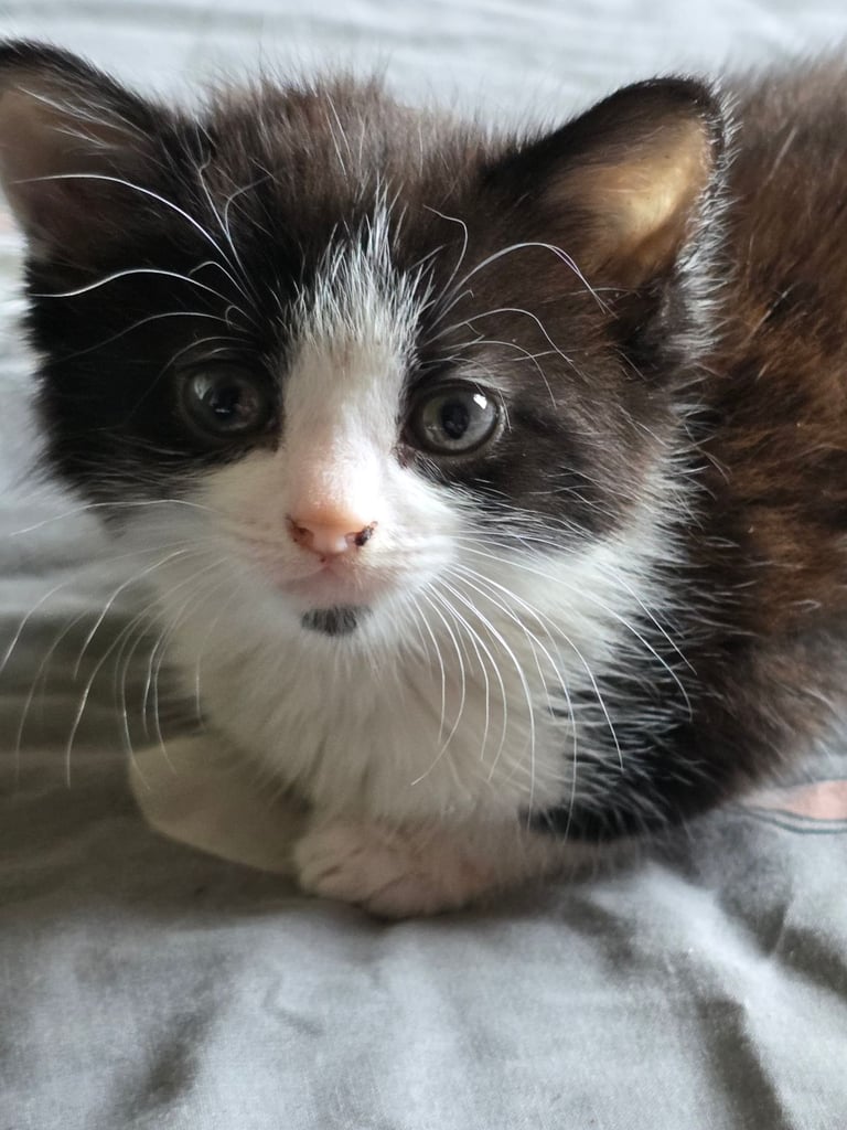 Kittens (half maine coone)